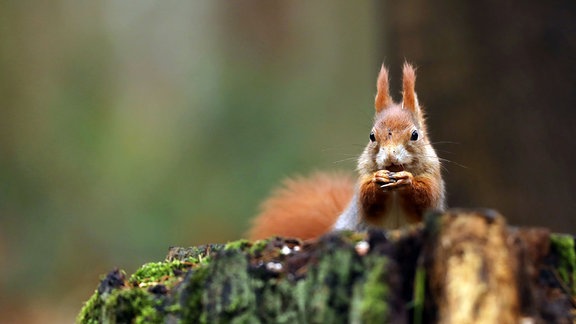 Rotes Eichhörnchen im Wald