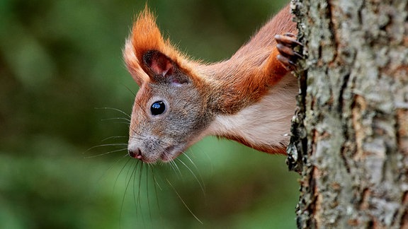 Eichhörnchen an einem Baumstamm