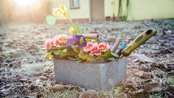Primeln (Primula) im Topf, die im Garten ausgepflanzt werden sollen, stehen in der Morgensonne auf einer mit Reif überzogenen Wiese.