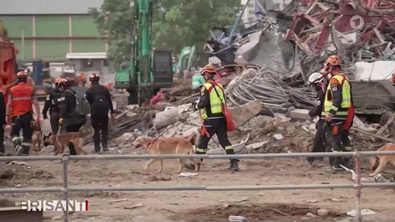 Rettungskräfte und Hunde suchen nach Vermissten