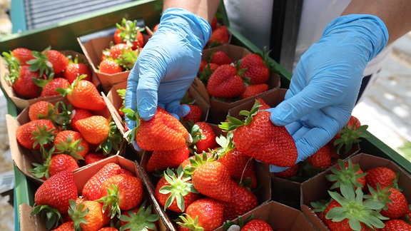 Eine Erntehelferin aus Bulgarien zeigt frisch gepflückte Erdbeeren im einem Gewächshaus auf dem Hof Denissen. 