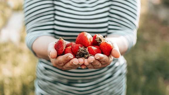 Erntefrische Erdbeeren in den Händen einer Frau.