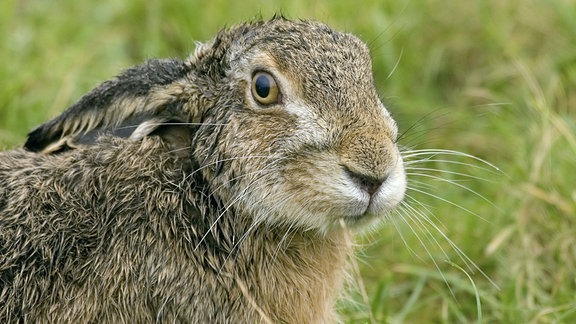 Europaeischer Hase, Europaeischer Feldhase (Lepus europaeus), auf einer Wiese