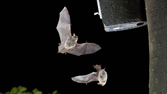 Zwei Fransenfldermaeuse fliegen an einem Fledermauskasten