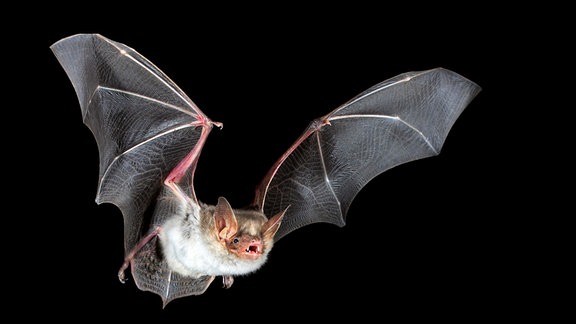  Eine Fledermaus der Art "Großes Mausohr" aus der Gattung der "Mausohren" im Flug. 
