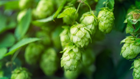 Hopfen