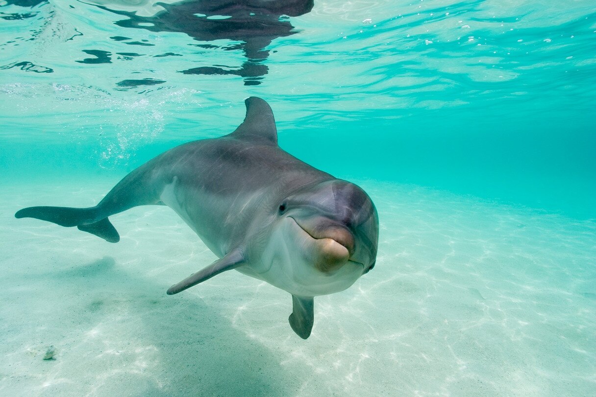 Ein Delfin sieht in die Kamera.