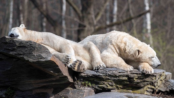 Frühjahrsmuedigkeit bei den Eisbaeren Tonja und Hertha im Tierpark Berlin Friedrichsfelde 