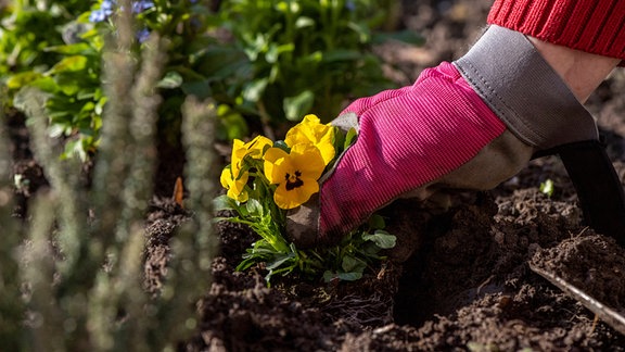 Frühjahrsarbeiten im Garten.