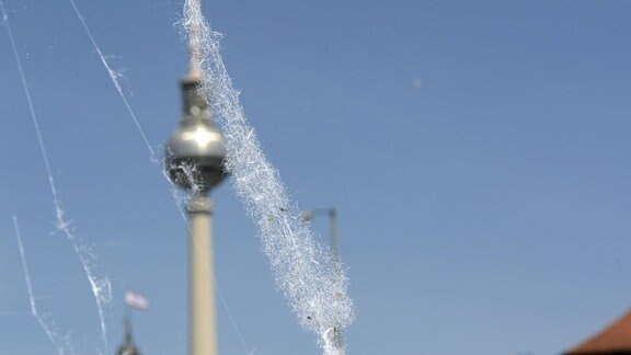 Blick von der Fischerinsel zum Fernsehturm