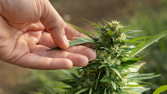 Bauer kontrolliert Qualität einer blühenden Cannabispflanze