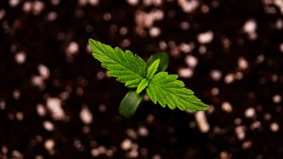 Eine junge Cannabis-Pflanze