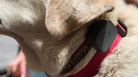 Ein Hund trägt einen GPS-Tracker.