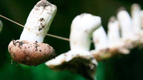 Pilze hängend trocknen