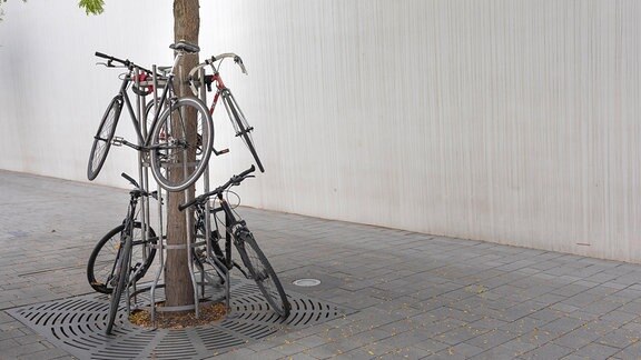 Vier an einem Baum angeschlossene Fahrräder