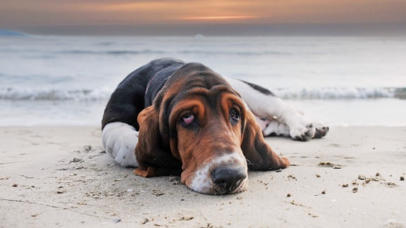 Ein Hund - Basset - liegt an einem Strand.