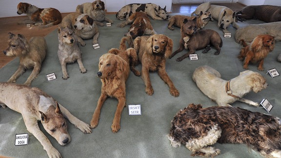 Eine Sammlung ausgestopfter Hunde