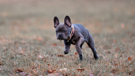 Eine Französische Bulldogge