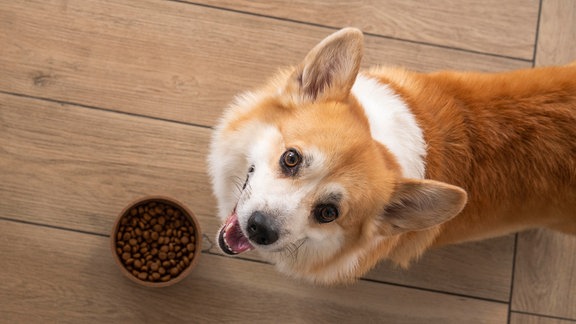 Hund vor einer Schüssel mit Futter