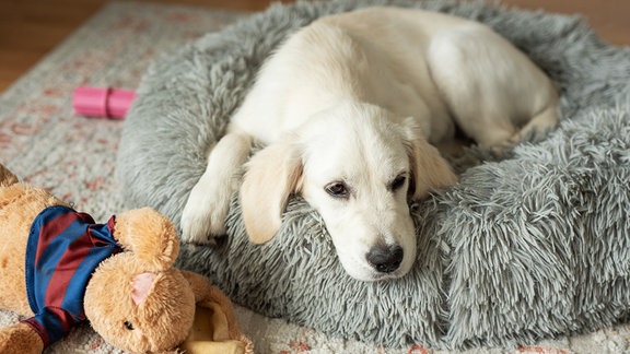 Hund auf Fellbett