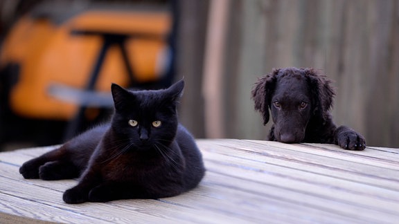 Katze und Hund 