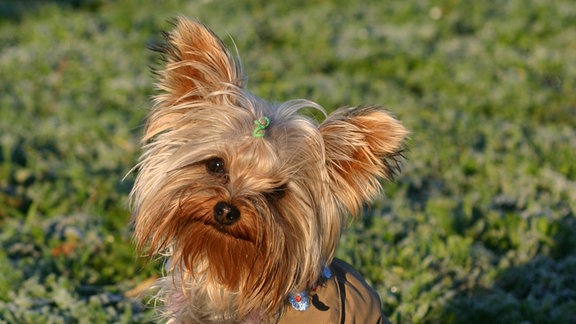 Ein Yorkshire Terrier