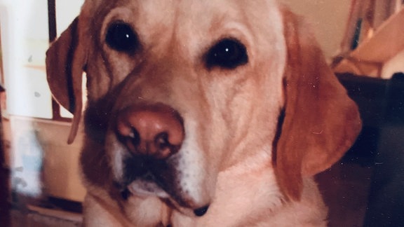 Heller Labrador