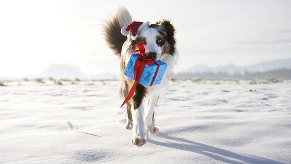 Hund trägt Geschenk im Maul