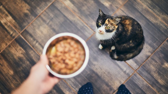 Eine Katze wird gefüttert
