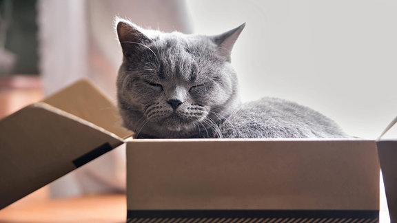 Eine Katze sitzt in einem Karton.