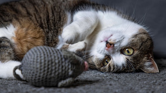 Katze mit Spielzeug