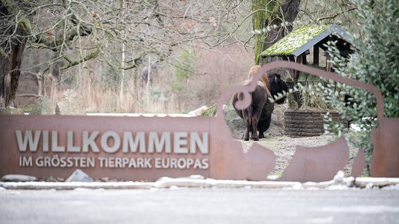 Bisons stehen hinter dem geschlossenen Eingang des Tierparks Berlin