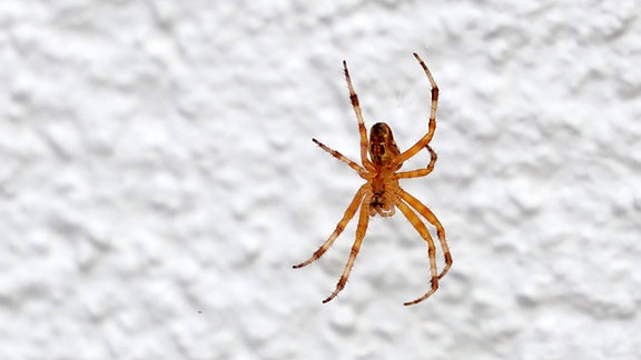 Eine Nosferatu-Spinne an einer Hauswand