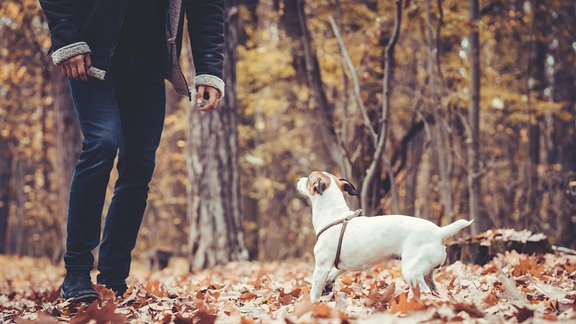 Mann mit Hund im Wald