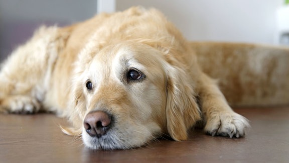 Müder Golden Retriever liegt auf Holzboden.