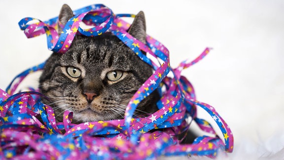 Kater mit Luftschlangen bedeckt, Nahaufnahme.