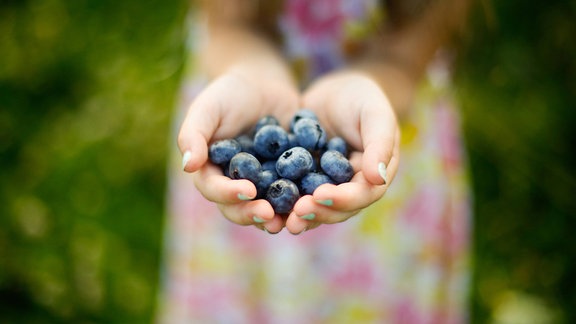 Hand voll Blaubeeren