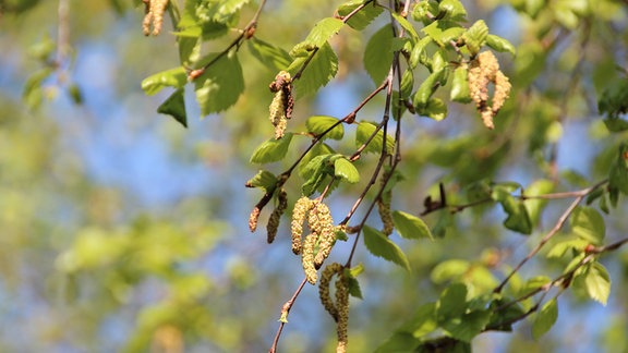 Birkenblüte