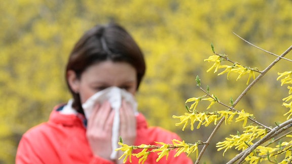 Frau hinter blühenden Forsythien schneuzt in ein Taschentuch