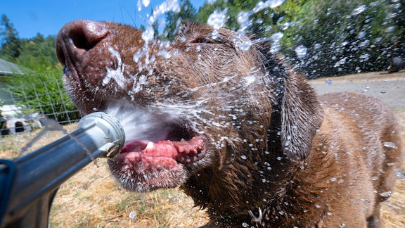 Ein Labrador Retriever wird zur Abkühlung mit Wasser aus einem Gartenschlauch abgespritzt. 