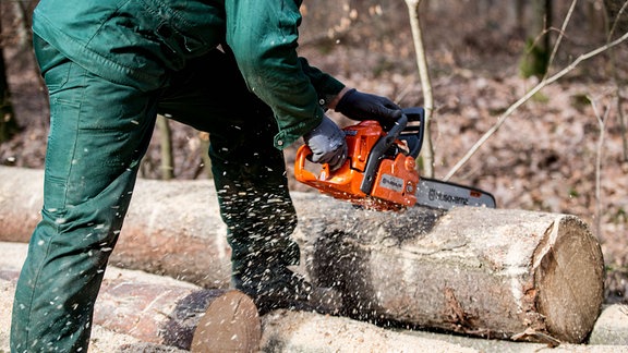 Ein Holzfäller mit Kettensäge beim Schneiden eines Baumstamms.
