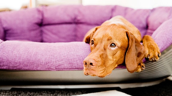 Die Vizsla-Hündin Nika 2011 in ihrem Hundekörbchen.