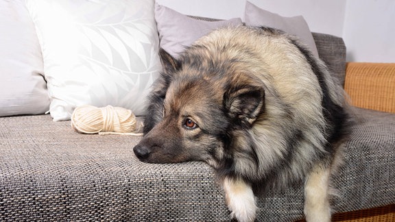 Ein Hund liegt auf dem Sofa