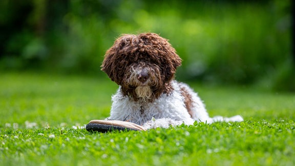 Ein Hund liegt auf einer Wiese.