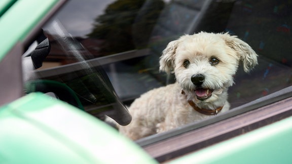 Ein Hund sitzt auf dem Fahrersitz eines Autos und schaut aus dem Fenster.