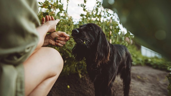 Ein Hund nimmt etwas essbares aus der Hand einer Person.