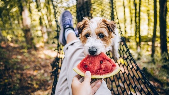 Ein Hund beißt in ein Stück Melone.