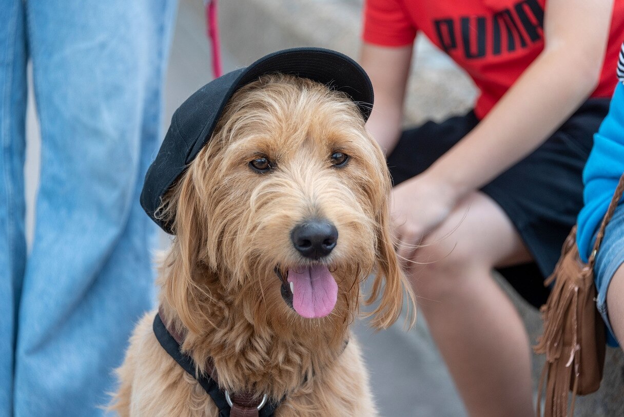 Ein Hund mit Baskenmütze