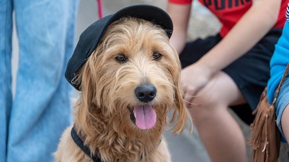 Ein Hund mit Baskenmütze