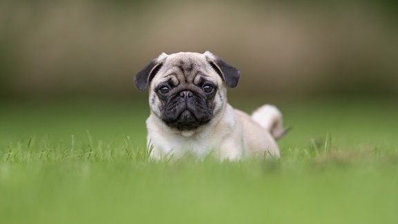 Mops